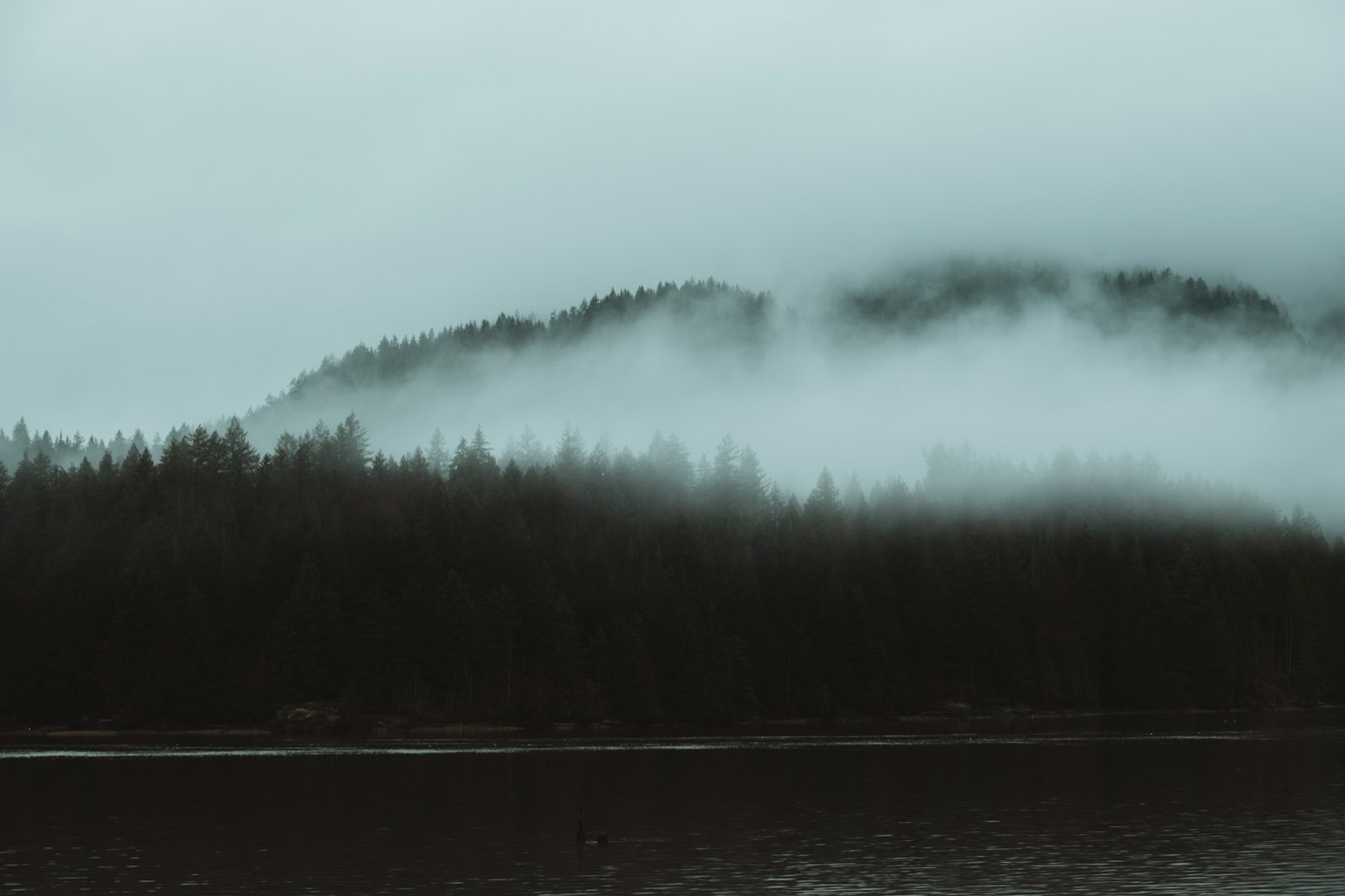 Fog lying across dark spruce forest and still water on the North Coast of British Columbia