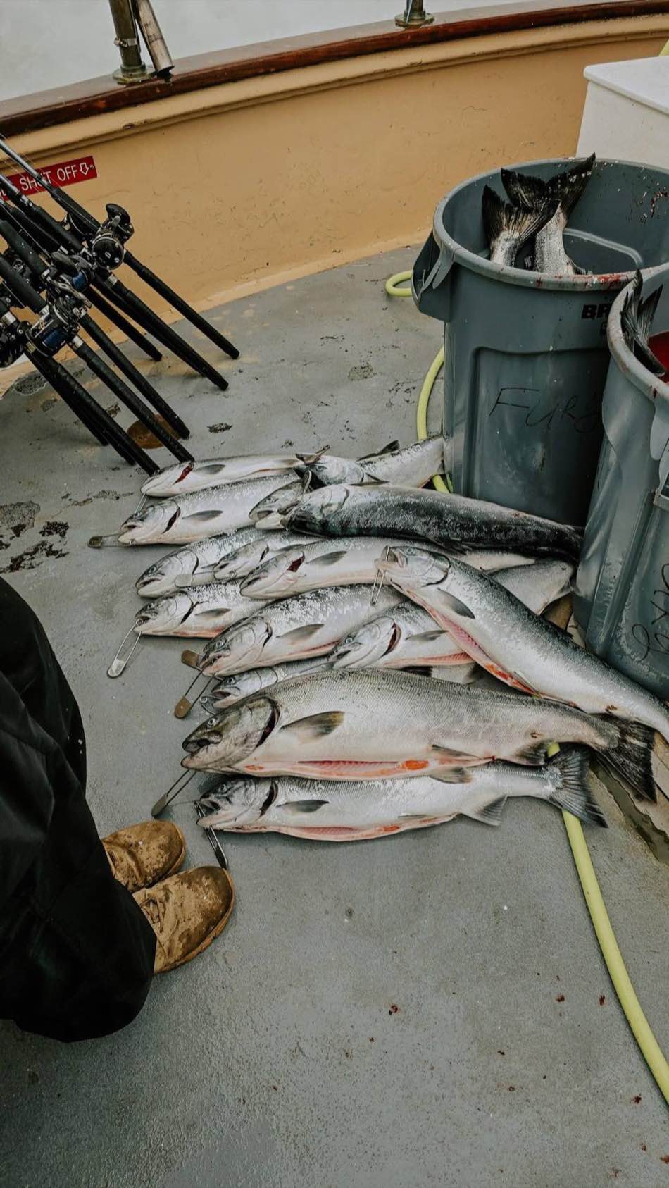 Bright salmon laid out on a charter deck below a rack of rods